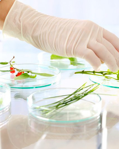 Phytotherapie phyto.jpg